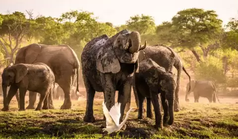 Viaje sudafrica-esencial-y-cataratas-victoria-zimbabwe-con-chobe