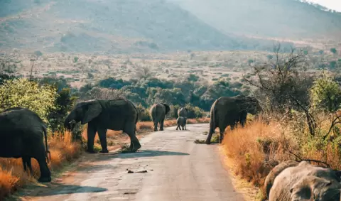 VIAJE VIAJE AFRICA SUDAFRICA PRETORIA PILANESBERG CIUDAD CABO TVG 4772