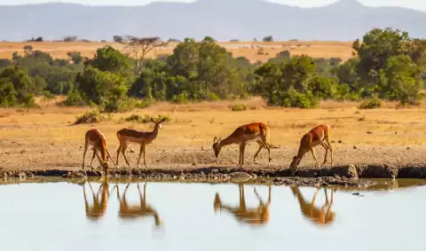 Viaje SAFARIMORANICLSICO
