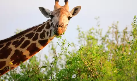 Viaje SAFARIMORANICLSICO
