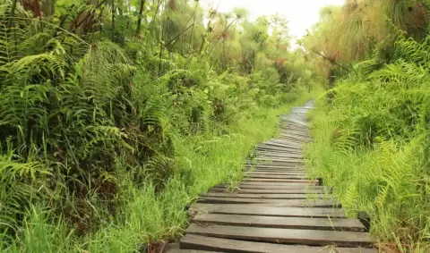 VIAJE SAFARI DE IMPRESIONANTES SIMIOS EN UGANDA