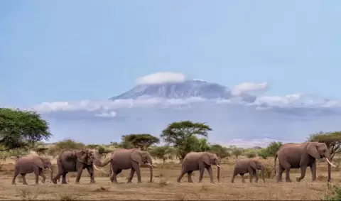 VIAJE VIAJE AFRICA AMBOSELI NAKURU MAASAI MARA KENIA TVG 4952