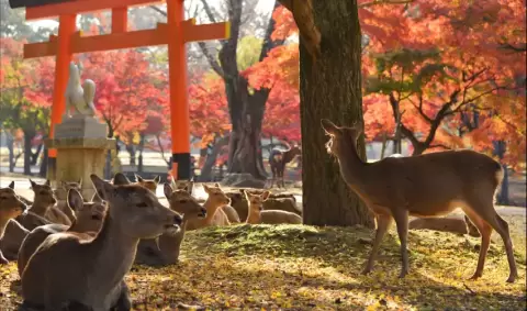 VIAJE OSAKA KIOTO TOKIO JAPON TVG 4956