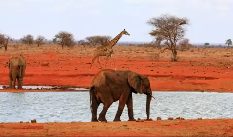 VIAJE VIAJE AFRICA KENIA MAASAI MARA NAIVASHA AMBOSELI TVG 4958
