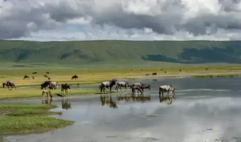 VIAJE VIAJE AFRICA SAFARI TANZANIA TVG 4965
