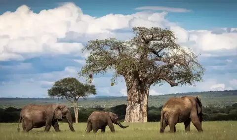 VIAJE VIAJE AFRICA TANZANIA TARANGIRE KARATU SERENGUETI TVG 4974