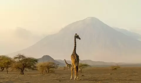 VIAJE VIAJE AFRICA SERENGUETI KARATU TVG 5001