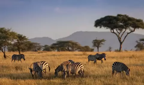 VIAJE VIAJE AFRICA TANZANIA ARUSHA MANYARA SERENGUETI KARATU TVG 5002