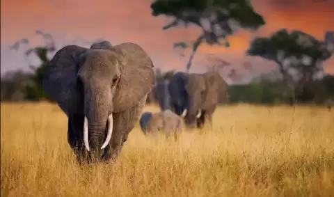 Viaje viaje-tanzania-karatu-serengueti-tvg-5003