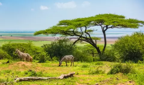 VIAJE VIAJE AFRICA TANZANIA ARUSHA MANYARA SERENGUETI KARATU TVG 5005