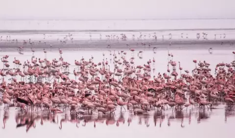 VIAJE VIAJE AFRICA KENIA AMBOSELI TANZANIA MANYARA SERENGUETI TVG 5015