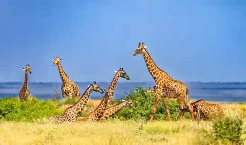 Viaje viaje-africa-tanzania-karatu-kenia-tvg-5024