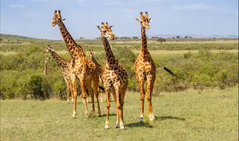 VIAJE VIAJE KENIA ABERDARE NAKURU TVG 5025