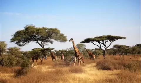 VIAJE VIAJE AFRICA KENIA MAASAI MARA NAIROBI TVG 5026