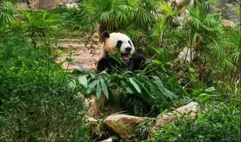 VIAJE CHINA XIAN CHENGDU GUILIN TVG 5043