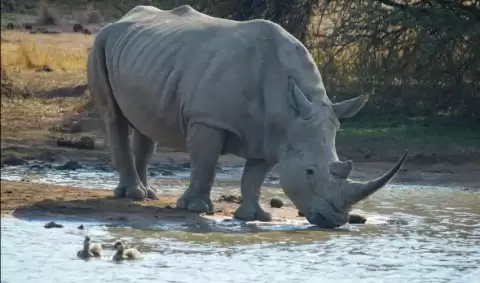 Viaje tour-sudafrica-sun-city-kruger-tvg-5705