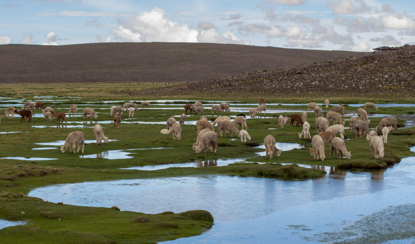 Viaje gran-experiencia-inca  desde Cuernavaca