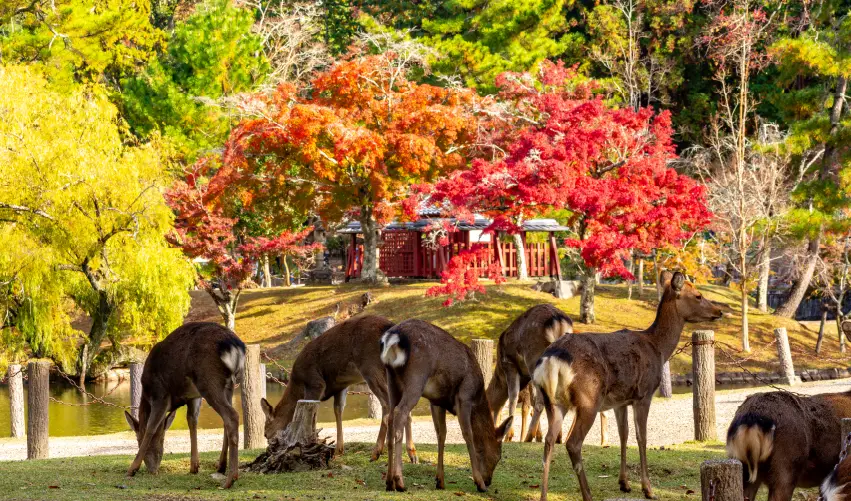 Viaje japon-express  desde Cancún