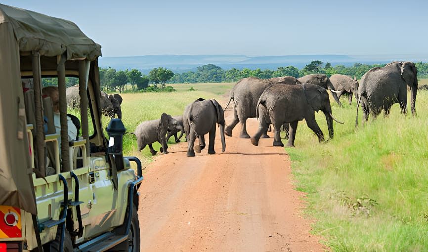 VIAJE MEMORIAS DE KENIA Y TANZANIA 