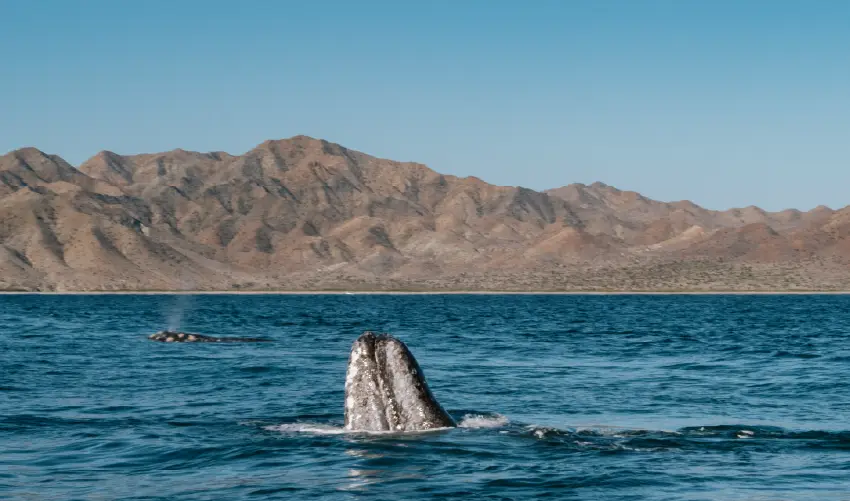 VIAJE LA PAZ Y BALLENAS AL COMPLETO  DESDE VERACRUZ