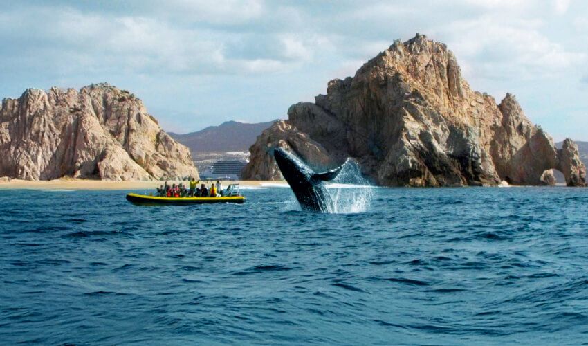 VIAJE LA PAZ Y BALLENAS AL COMPLETO 