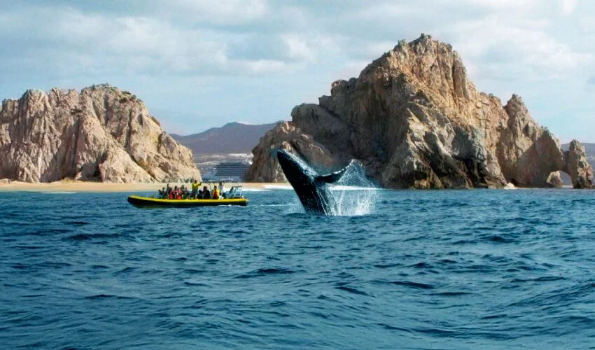 VIAJE LA PAZ Y BALLENAS AL COMPLETO  DESDE PUEBLA