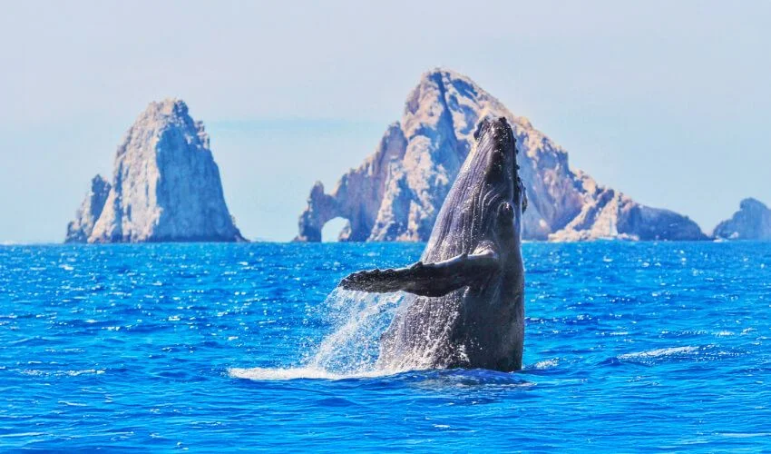 VIAJE BALLENAS A TU ALACANCE  DESDE MONTERREY