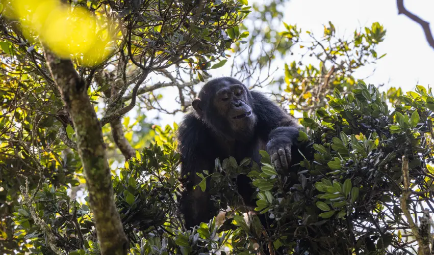 Viaje safari-de-primates-en-ruanda  desde Chihuahua