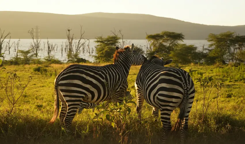 Viaje safari-kongoni-clasico  desde Cuernavaca