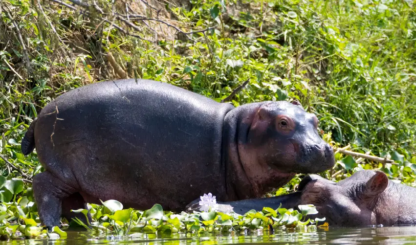 Viaje expedicion-primates-por-kampala  desde Chihuahua
