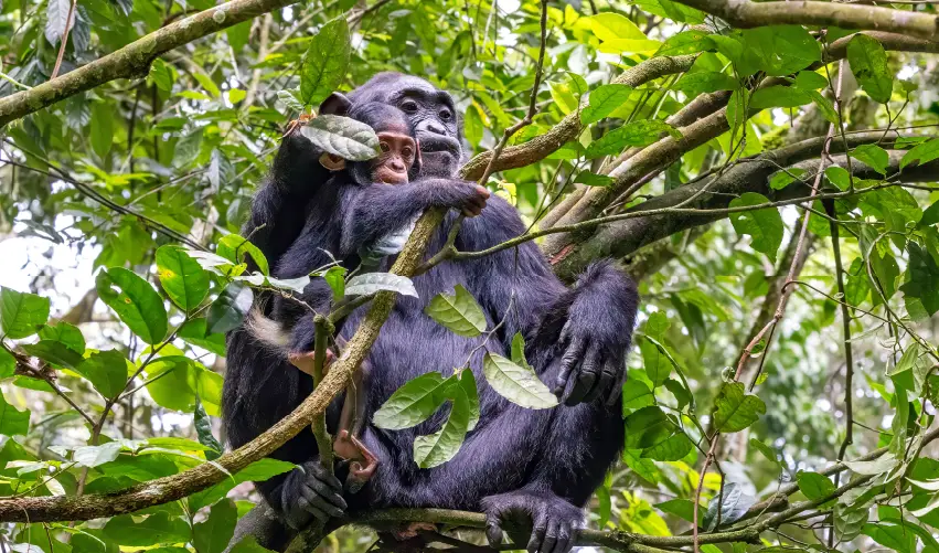 VIAJE EXPEDICIÓN PRIMATES POR KAMPALA  DESDE CUERNAVACA