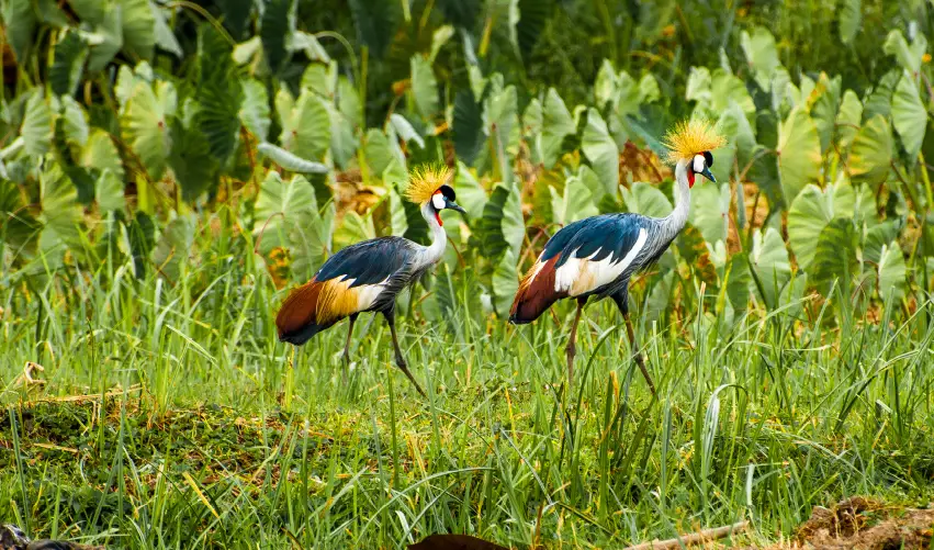 Viaje uganda-escenica  desde Cancún
