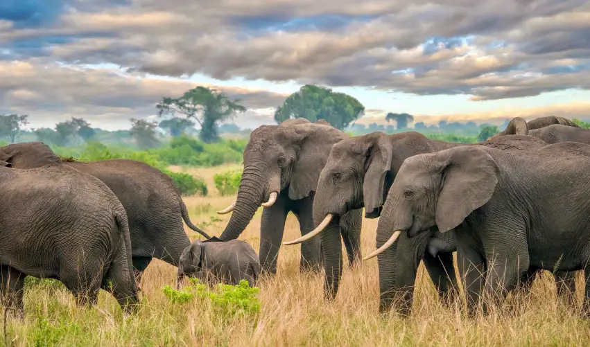 Viaje uganda-escenica  desde Cancún