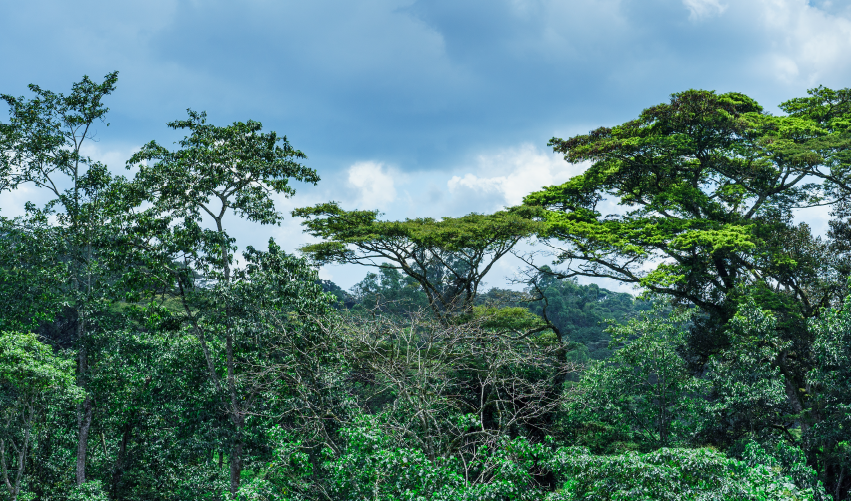 Viaje safari-de-gorilas-express-en-uganda 