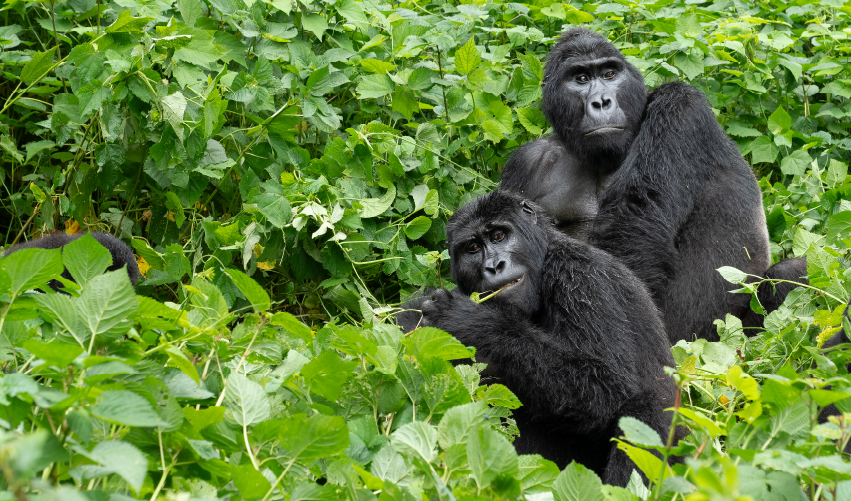 Viaje safari-de-gorilas-express-en-uganda 