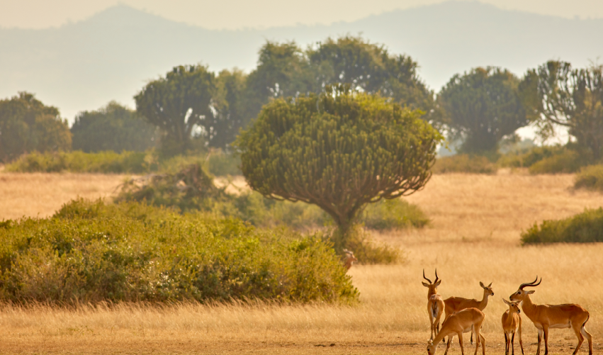 Viaje la-perla-de-africa-express 