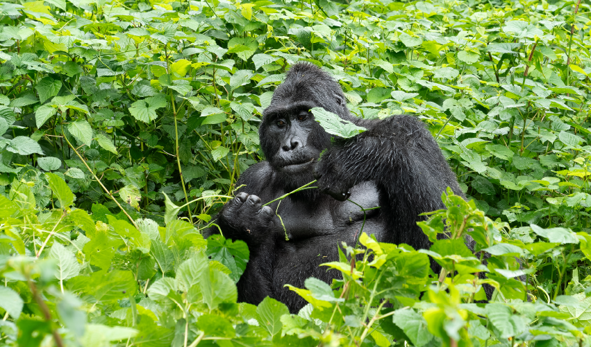 Viaje safari-de-gorilas-en-bwindi  desde Cuernavaca