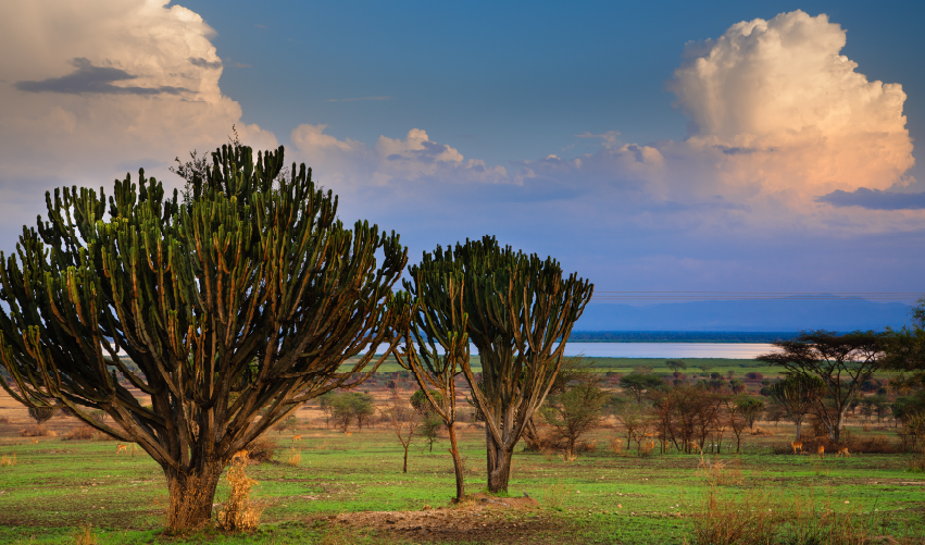 Viaje descubriendo-uganda-y-ruanda 