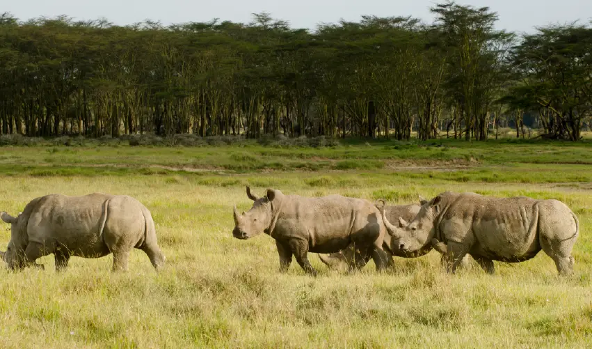 Viaje safari-spa-tour-superior  desde Cuernavaca