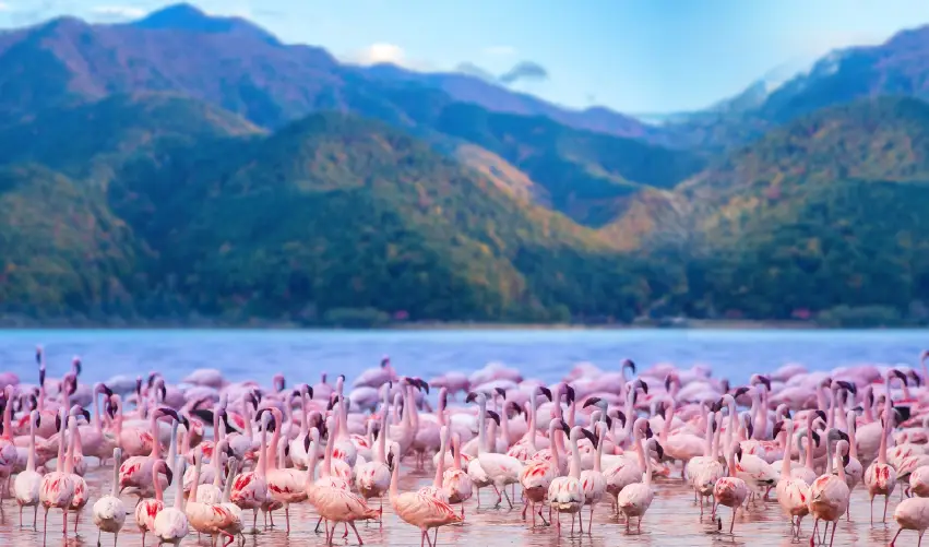 VIAJE SAFARI SPA TOUR SUPERIOR  DESDE VERACRUZ