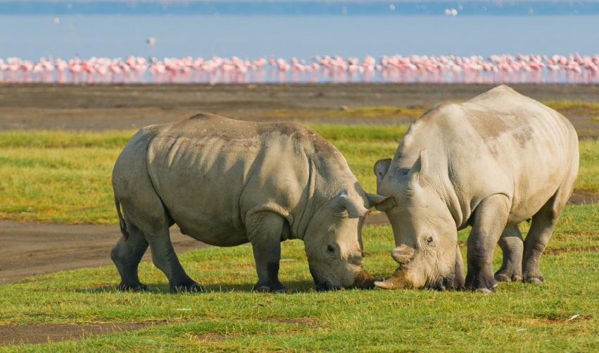 Viaje safari-kongoni-solio 