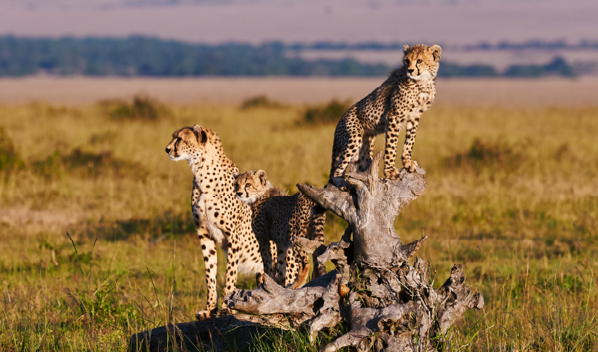Viaje safari-kongoni-solio 