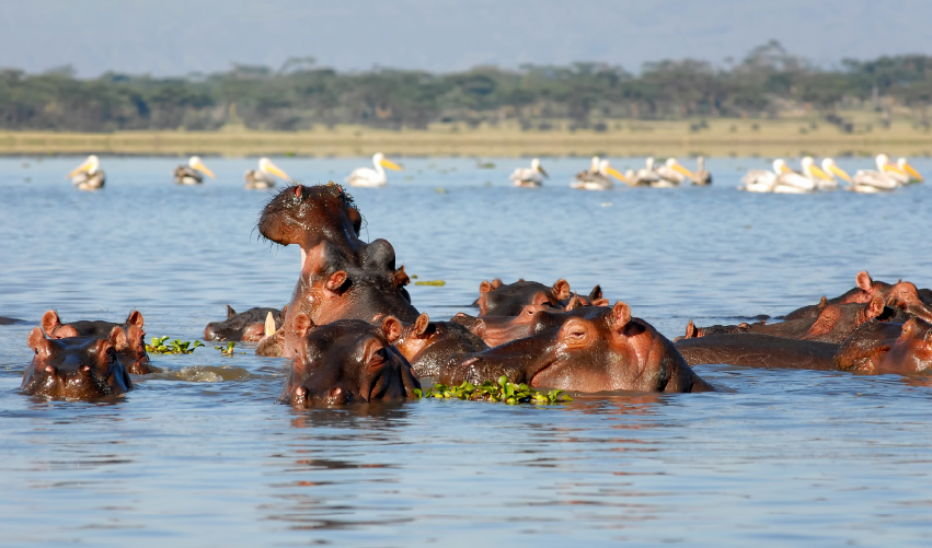 VIAJE SAFARI ZIWA NDOGO  DESDE VERACRUZ