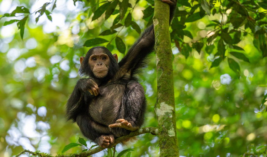 Viaje grandes-lagos-y-safari-de-gorilas-en-uganda  desde Mérida