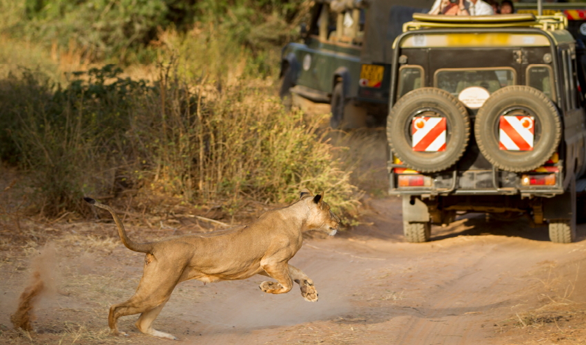 Viaje safari-kipekee-superior  desde Cuernavaca