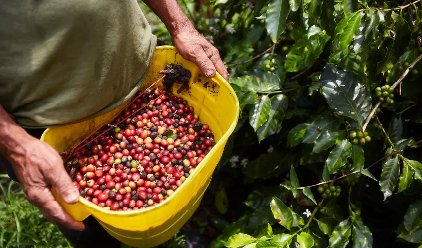 VIAJE LA RUTA DEL CAFÉ   DESDE VERACRUZ