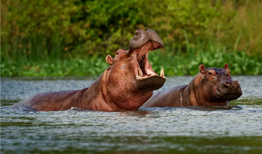 Viaje maravillas-de-uganda  desde Veracruz