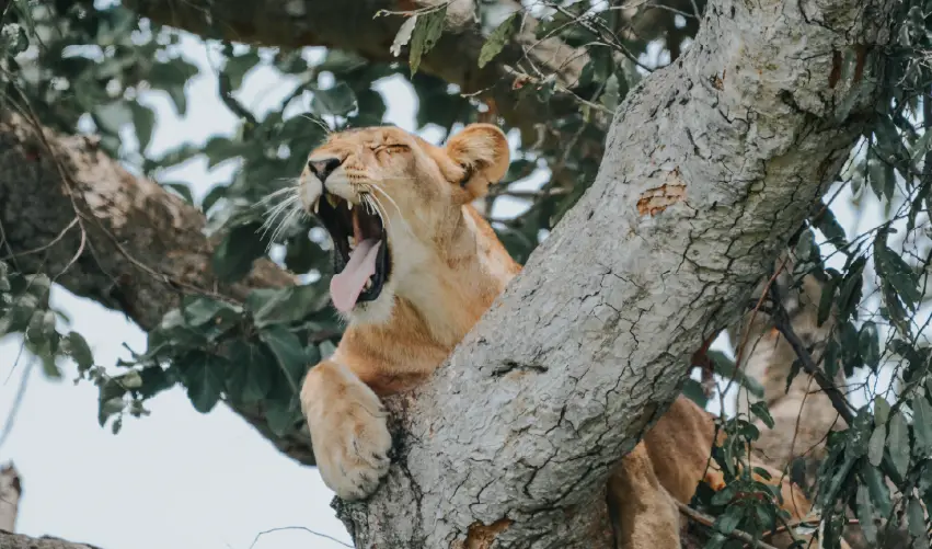 Viaje maravillas-de-uganda  desde Veracruz