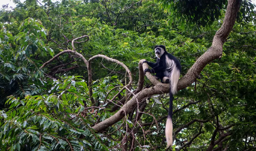 VIAJE MARAVILLAS DE UGANDA  DESDE CUERNAVACA