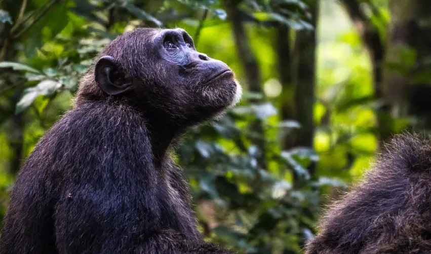 Viaje safari-de-impresionantes-simios-en-uganda  desde Veracruz